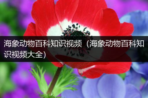 海象动物百科知识视频（海象动物百科知识视频大全）