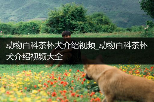 动物百科茶杯犬介绍视频_动物百科茶杯犬介绍视频大全
