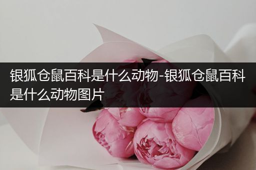 银狐仓鼠百科是什么动物-银狐仓鼠百科是什么动物图片