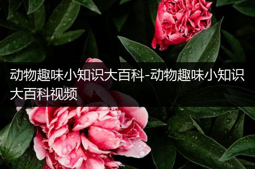 动物趣味小知识大百科-动物趣味小知识大百科视频