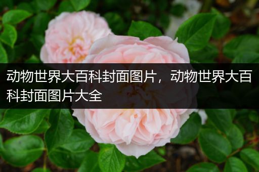 动物世界大百科封面图片，动物世界大百科封面图片大全
