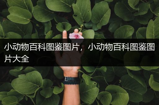 小动物百科图鉴图片，小动物百科图鉴图片大全