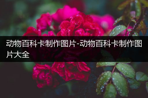 动物百科卡制作图片-动物百科卡制作图片大全