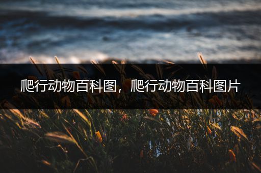 爬行动物百科图，爬行动物百科图片