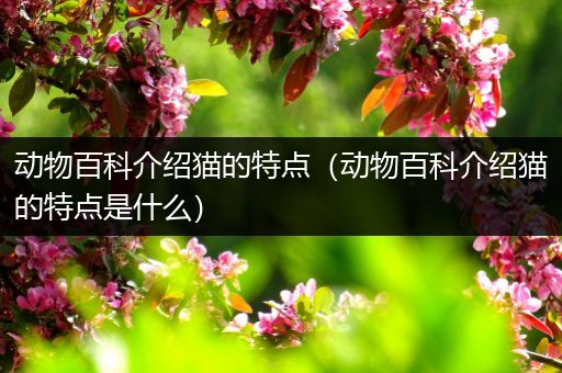 动物百科介绍猫的特点（动物百科介绍猫的特点是什么）