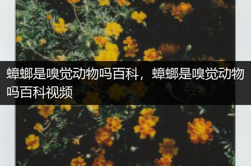 蟑螂是嗅觉动物吗百科，蟑螂是嗅觉动物吗百科视频