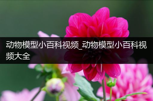 动物模型小百科视频_动物模型小百科视频大全