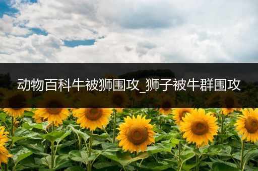 动物百科牛被狮围攻_狮子被牛群围攻