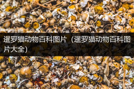 暹罗猫动物百科图片（暹罗猫动物百科图片大全）
