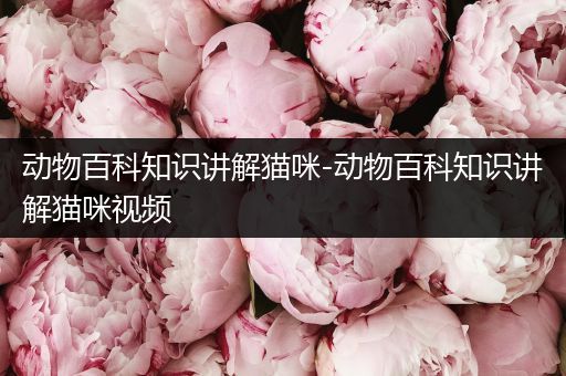 动物百科知识讲解猫咪-动物百科知识讲解猫咪视频