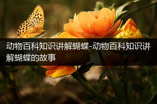 动物百科知识讲解蝴蝶-动物百科知识讲解蝴蝶的故事