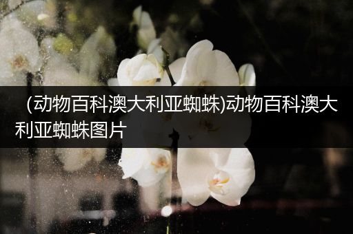 （动物百科澳大利亚蜘蛛)动物百科澳大利亚蜘蛛图片