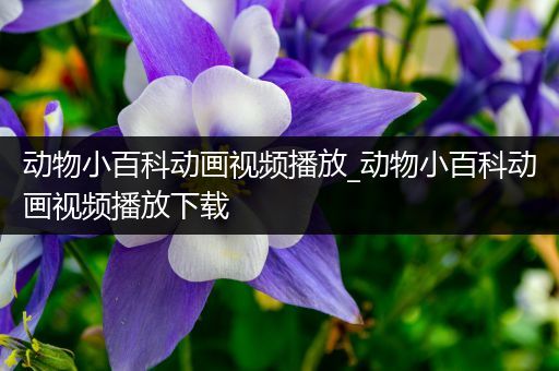 动物小百科动画视频播放_动物小百科动画视频播放下载