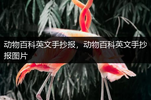 动物百科英文手抄报，动物百科英文手抄报图片