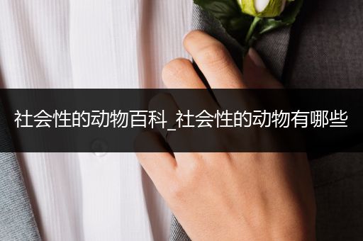 社会性的动物百科_社会性的动物有哪些