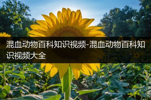 混血动物百科知识视频-混血动物百科知识视频大全