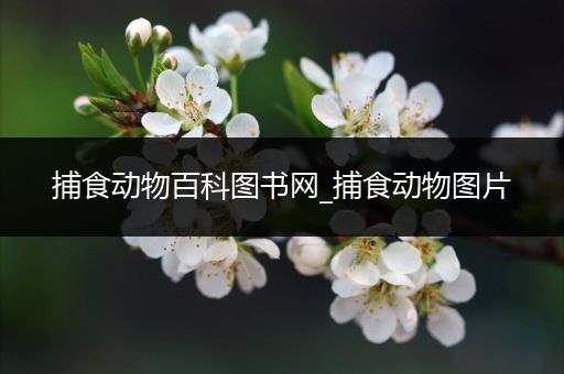 捕食动物百科图书网_捕食动物图片