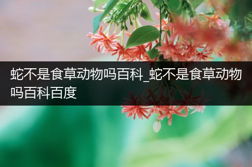 蛇不是食草动物吗百科_蛇不是食草动物吗百科百度