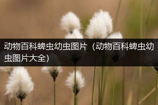 动物百科蜱虫幼虫图片（动物百科蜱虫幼虫图片大全）