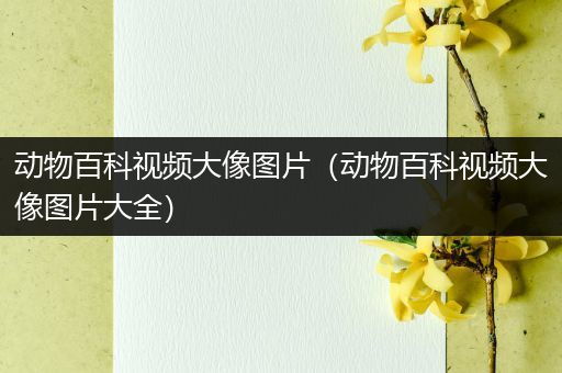 动物百科视频大像图片（动物百科视频大像图片大全）
