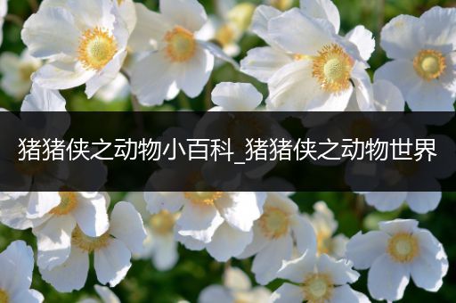 猪猪侠之动物小百科_猪猪侠之动物世界