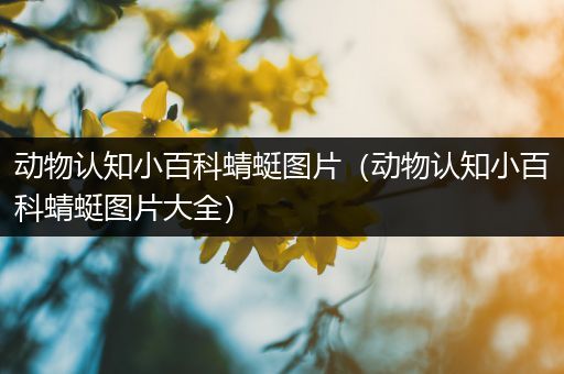 动物认知小百科蜻蜓图片（动物认知小百科蜻蜓图片大全）