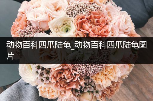 动物百科四爪陆龟_动物百科四爪陆龟图片