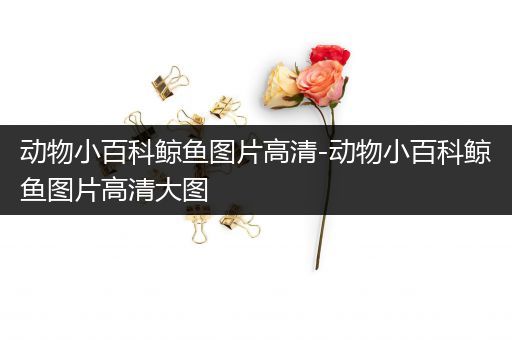 动物小百科鲸鱼图片高清-动物小百科鲸鱼图片高清大图