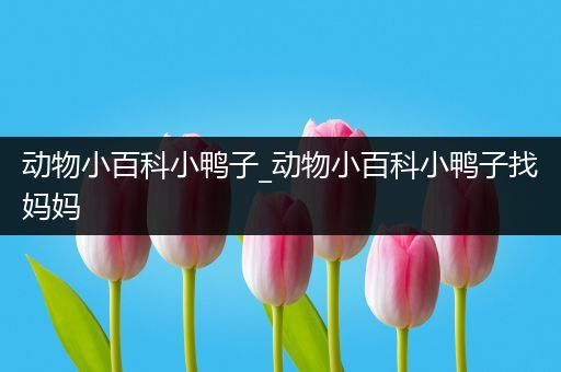 动物小百科小鸭子_动物小百科小鸭子找妈妈