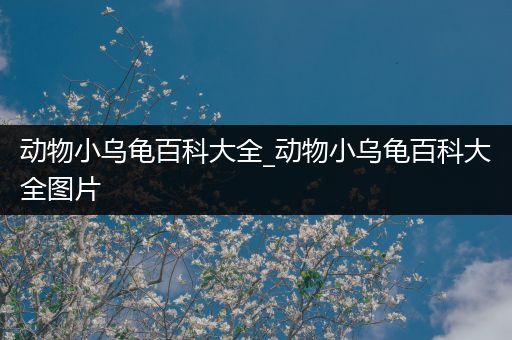 动物小乌龟百科大全_动物小乌龟百科大全图片