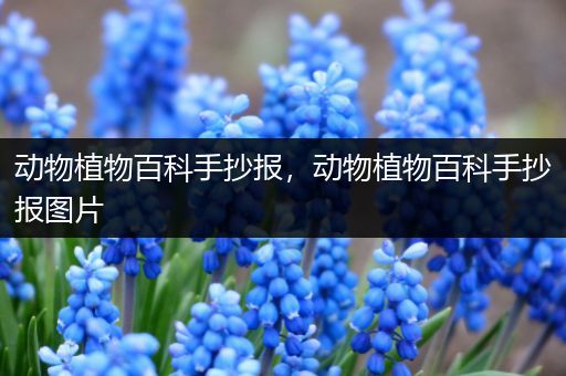 动物植物百科手抄报，动物植物百科手抄报图片