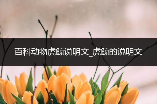 百科动物虎鲸说明文_虎鲸的说明文