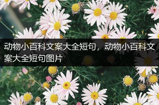 动物小百科文案大全短句，动物小百科文案大全短句图片