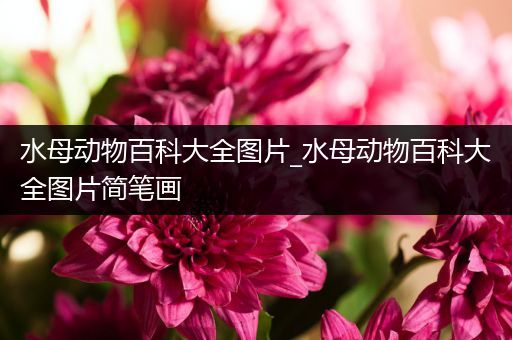 水母动物百科大全图片_水母动物百科大全图片简笔画