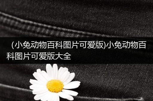 （小兔动物百科图片可爱版)小兔动物百科图片可爱版大全