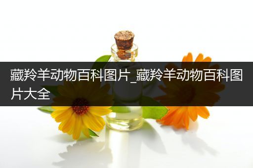 藏羚羊动物百科图片_藏羚羊动物百科图片大全