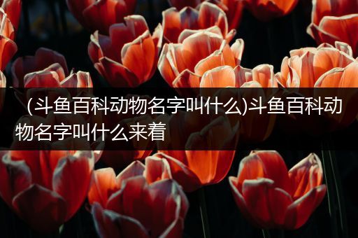 （斗鱼百科动物名字叫什么)斗鱼百科动物名字叫什么来着