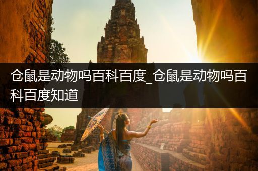 仓鼠是动物吗百科百度_仓鼠是动物吗百科百度知道