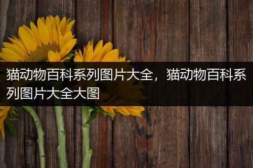 猫动物百科系列图片大全，猫动物百科系列图片大全大图