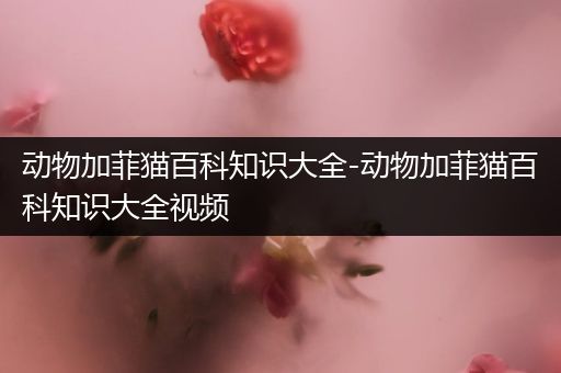 动物加菲猫百科知识大全-动物加菲猫百科知识大全视频