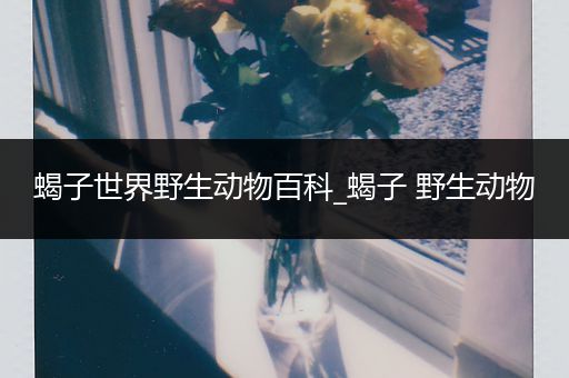 蝎子世界野生动物百科_蝎子 野生动物