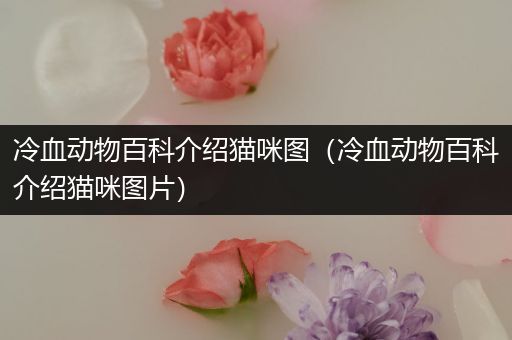 冷血动物百科介绍猫咪图（冷血动物百科介绍猫咪图片）