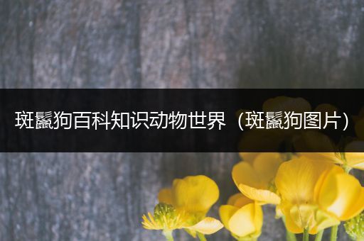 斑鬣狗百科知识动物世界（斑鬣狗图片）