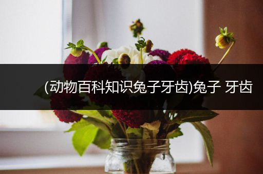 （动物百科知识兔子牙齿)兔子 牙齿