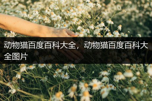 动物猫百度百科大全，动物猫百度百科大全图片