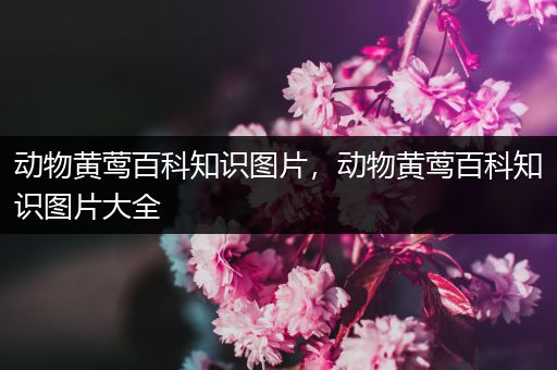 动物黄莺百科知识图片，动物黄莺百科知识图片大全