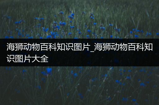 海狮动物百科知识图片_海狮动物百科知识图片大全