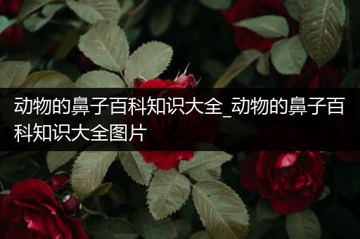 动物的鼻子百科知识大全_动物的鼻子百科知识大全图片