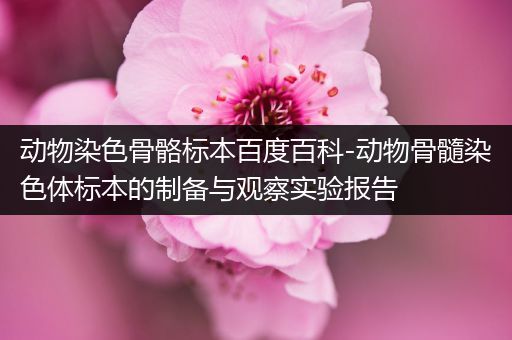 动物染色骨骼标本百度百科-动物骨髓染色体标本的制备与观察实验报告
