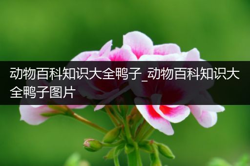 动物百科知识大全鸭子_动物百科知识大全鸭子图片